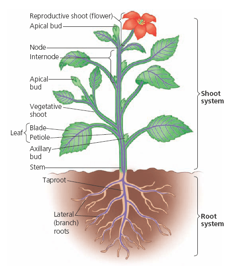 morphology of flowering plants neet questions (flower) - Tensor ...